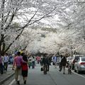 Cherry blossom