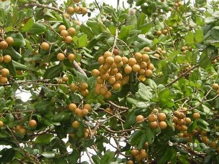 Vườn nhãn Bạc Liêu