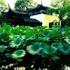Đến Tô Châu nghe chuông chùa Hàn Sơn