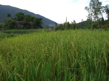 Ruộng lúa trên đảo nặng trĩu hạt.
