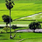 Đồng xanh