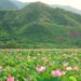 Hồ sen Nha Trang