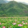 Hồ sen Nha Trang