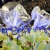 Lễ hội Carnival Brazil