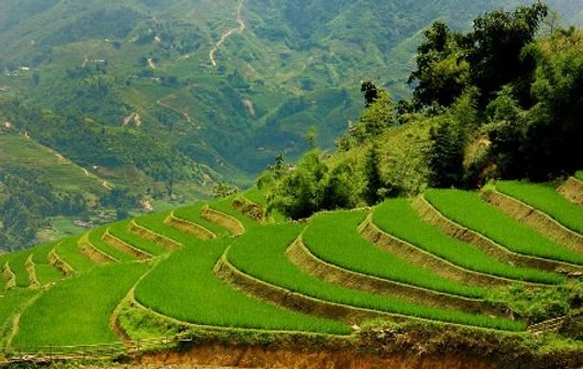 Ruộng bậc thang