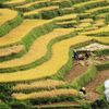 Cuối vụ