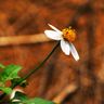 Hoa trong nắng ấm