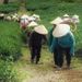 Lên đồi