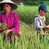 Ruộng lúa Thái Bình