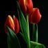 Nếu Amsterdam không có hoa Tulip