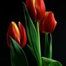 Nếu Amsterdam không có hoa Tulip