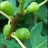 Đến Huế ăn...Vả 