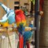 Bầy Két (Parrots) rất đẹp tại Miami
