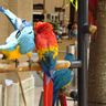 Bầy Két (Parrots) rất đẹp tại Miami