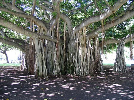 [HOT] 10 loài cây vĩ đại nhất thế giới 55144492-maichibanyan-tree-aerial-root