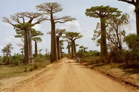 [HOT] 10 loài cây vĩ đại nhất thế giới 55144492-maichibaobab-avenue