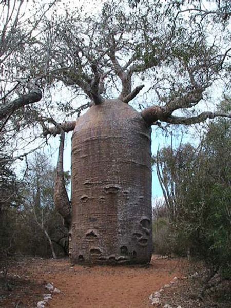 [HOT] 10 loài cây vĩ đại nhất thế giới 55144492-maichibaobab-teapot-ifaty