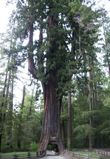 [HOT] 10 loài cây vĩ đại nhất thế giới 55144492-maichichandelier-tree