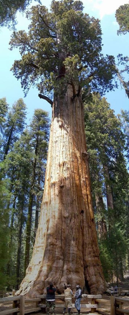 [HOT] 10 loài cây vĩ đại nhất thế giới 55144492-maichigeneral-sherman-sequoia-2