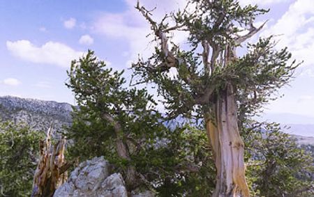 [HOT] 10 loài cây vĩ đại nhất thế giới 55144492-maichimethuselah-grove
