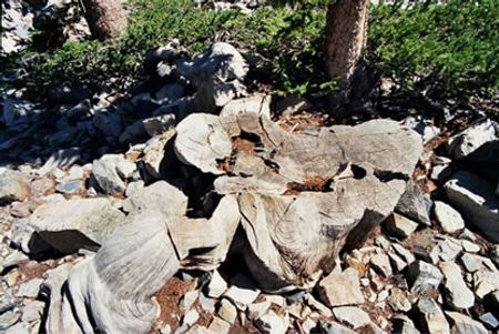 [HOT] 10 loài cây vĩ đại nhất thế giới 55144492-maichiprometheus-tree-stump