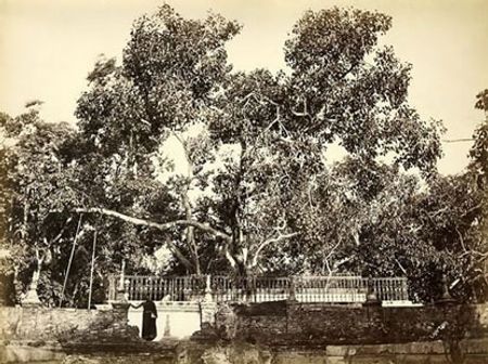 [HOT] 10 loài cây vĩ đại nhất thế giới 55144492-maichisri-maha-bodhi-tree