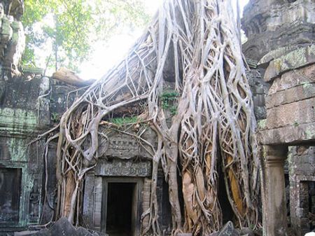 [HOT] 10 loài cây vĩ đại nhất thế giới 55144492-maichita-prohm-banyan