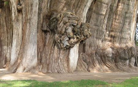 Cây bách khổng lồ còn có tên "Tree of Life"