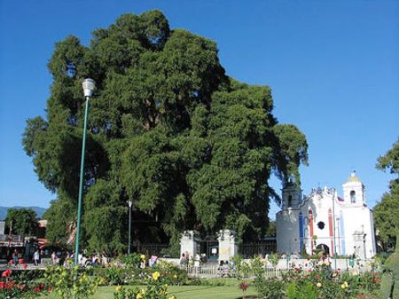 [HOT] 10 loài cây vĩ đại nhất thế giới 55144492-maichitule-tree