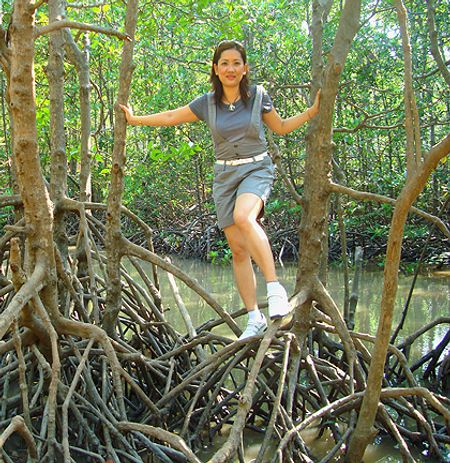 Từng chang đước vươn cao, rễ chùm úp nơm, đan dày ken ven những bờ kênh rạch kết nhau thành mạng lưới... .