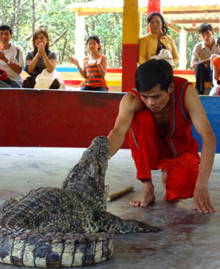Xem xiếc, ấn tượng nhất là tiết mục đút tay vô miệng cá sấu há rộng - mình thấy quá nguy hiểm, vì con sấu này cứ liên tục táp phầm phập ngay từ đầu suất diễn, xem xong đã căng thẳng toát mồ hôi. Sực nhớ tới màn xiếc dễ sợ đưa đầu vô cổ họng cá sấu (bự gấp đôi) trong vườn thú Safari ở Thái Lan.