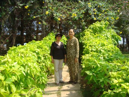 Đường cây thanh thản giữa ngày trong veo...