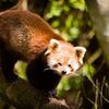 Belfast zoo