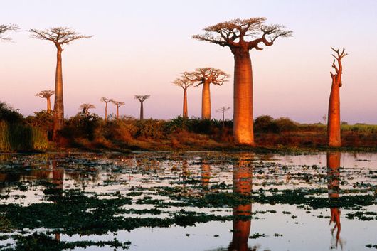 Cây Baobab