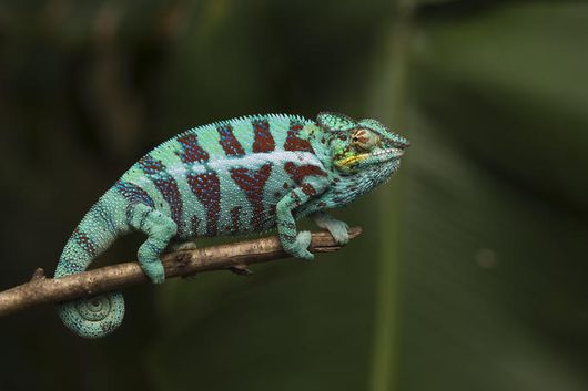 Động vật ở Madagascar