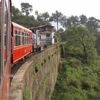 Shimla, những cánh rừng già