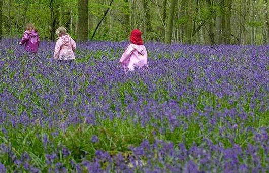Hoa chuông tỏa sắc xanh dịu dàng ở Anh.