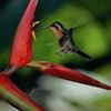 Hoa nhiệt đới đua nở ở Costa Rica.