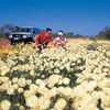 Những bông hoa xinh đẹp vươn mình dưới nắng trời ở phía tây Australia. 