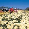 Những bông hoa xinh đẹp vươn mình dưới nắng trời ở phía tây Australia. 