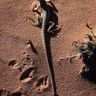 Một con thằn lằn sa mạc, "cư dân" chính ở khu sóng đá Arizona - Utah