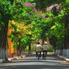 Những con đường rợp bóng mát.