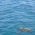 Du thuyền trên Maui Hawaii