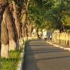 Thị trấn mơ màng dưới những bóng cây bàng cổ thụ.