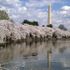 Bưu thiếp từ Mỹ Kỳ 8: Ngắm hoa anh đào ở Washington D.C