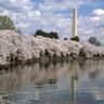 Bưu thiếp từ Mỹ Kỳ 8: Ngắm hoa anh đào ở Washington D.C