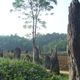 Khu mộ cổ Đống Thếch thành hoang tích