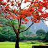 Hoa Phượng nở ở Hà Nội