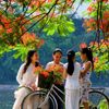 Hoa Phượng nở ở Hà Nội