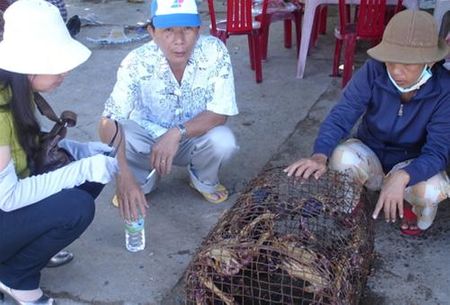 Cua đá, một đặc sản chỉ riêng có ở Cù Lao Chàm với vị thịt ngon và bổ